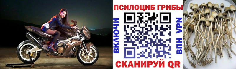 Купить  Татарск  Псилоцибиновые грибы Psilocybe 